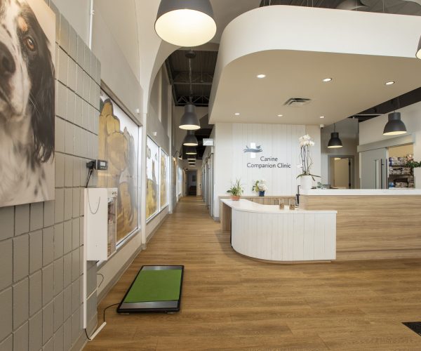 Canine Companion Clinic (3)