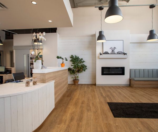 Canine Companion Clinic (4)