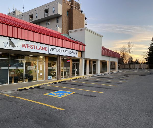 Westland_Vet_Clinic_11